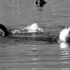 River Otters at Craigs Pond
