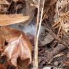 evidence of Cotton-tail nest