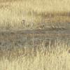 Whitetail Deer bedding in marsh