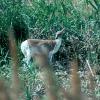 Whitetail Deer - piebald