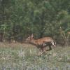 Whitetail Deer on the run