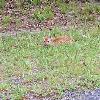 Virginia Whitetail Deer fawn