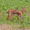 Pair of fawns, 1st of  August.
Mom was watching from the corn across the road.
