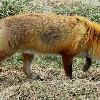 Red Fox in winter coat