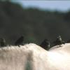 Cowbirds on pony