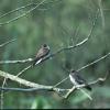 Tree Swallows in the fall