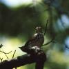 Ovenbird