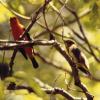 Scarlet Tanager (male & female)