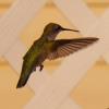 Ruby-throated Hummingbird (imm)