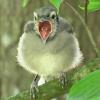 fledgling Blue Jay