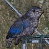 fledgling Blue Bird