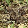 Killdeer nest with all four nestling still in nest. Unusual, because they don't stay long.