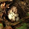 Mockingbird nest