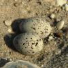 Least Tern nest on Delaware Bay low sand dune.