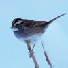 male White-throated Sparrow