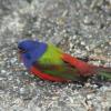 This male Painted Bunting was observed in or near Denton, MD on March 2, 2013. It was seen visiting a feeder at the photographer's residence.  I was told the bird isn't as stressed out as it looks in the photo. (Identity of photographer pending)