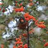 American Robin with a mouth full
