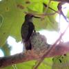 Female Ruby-throated hummingbird on nest after feeding nestlings.