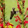 Ruby-throated Hummingbird with a favorite food source.