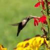 Notice the Cardnal Flower's reproductive parts on the head of this Ruby-throated Hummingbird. It kind of makes the hummingbird the primary pollenator of cardnal flowers.