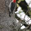 Male & female Red-bellied Woodpeckers on house building day.  Mom is standing by to give advice.