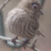 House Finch (female) with eye fungus or whatever it is. These were observed in 2011