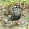 Chipping Sparrow after a bath