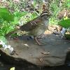 White-throated Sparrow (adult male)