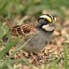 White-throated Sparrow (spring male)
