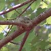 Ruby-throated Hummingbird nest three days before fledging