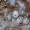 House Sparrow nest
