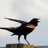 Red-winged Blackbird in song