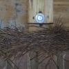 Bluebird nest on the sill of a deck in GA.