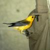 Prothonotary Warbler feeding young