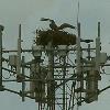 354 foot Osprey nest