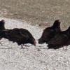 Turkey Vultures ingesting clam shell bits from driveway.