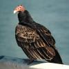 Turkey Vulture on north island of Chesapeake Bay Bridge Tunnel during migration