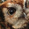 red phase Screech Owl