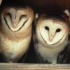 Barn Owls at nest site