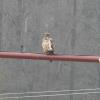 Red-tailed (imm) on irrigation pipe