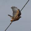 Red-shouldered hawk cleared for take off