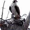 Osprey with the wind in his"hair"