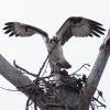 Osprey nest building