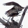 Osprey incoming, has dropped stick and now eyeing his mate
