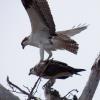 Osprey, currently courtship and bonding