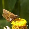 Silver-spotted Skipper showing  degrees of wing wear & color
