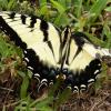 Tiger Swallowtail with damaged wing - click video link at top of this page.