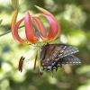 Tiger Swallowtail on Turk's Cap Lilly, notice brown pollen on wing.