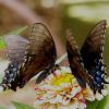 Eastern Tiger Swallowtails (females)