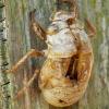 Cicada shredded outer skin or "exoskeleton"